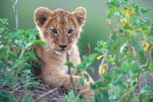 cub