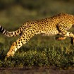 ‘Cheetah Kingdom’ on ITV1