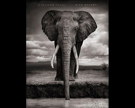 book cover a vanished world, elephant