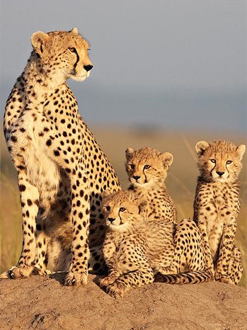 cat family