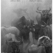 ‘The Great Migration’ by Carlo Mari and Harvey Croze