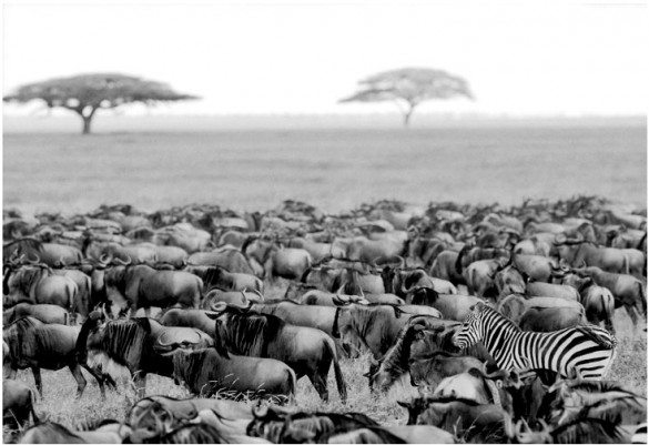 africa wildlife