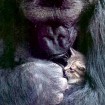 Happy 40th Birthday Koko (‘The Talking Gorilla’)
