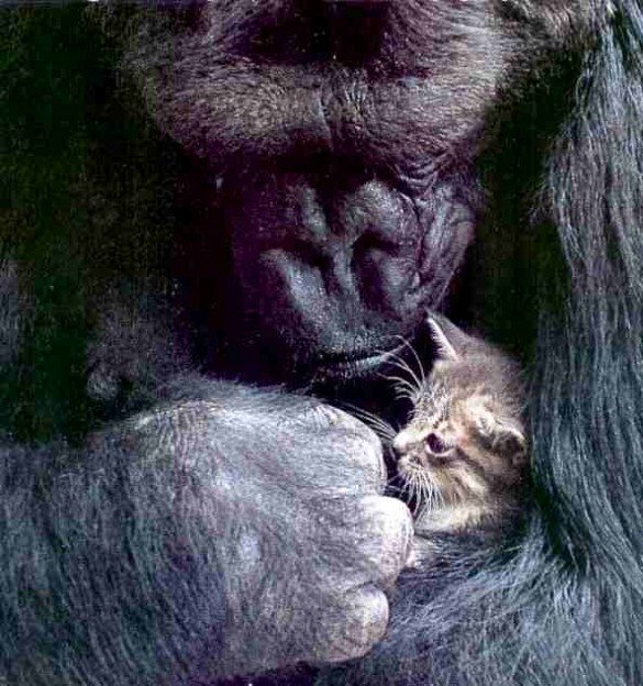 koko, gorilla, talking gorilla, koko and pet kitten