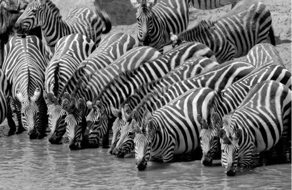 zebra's