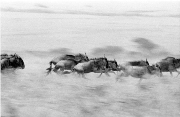 africa wildlife