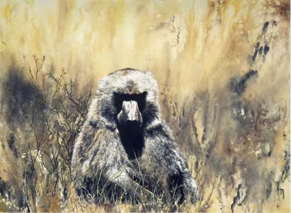 Baboon