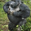 Veolia Environnement Wildlife Photographer of the Year 2011