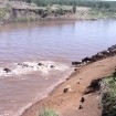 Wildebeest – Great Migration