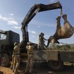 Kenya plans to relocate 200 elephants to Maasai Mara reserve