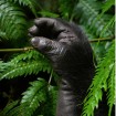 Africa’s Albertine Rift