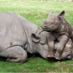 Black rhino calf and its mother at Port Lympne Wild Animal Park