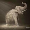 WWF Desertification Campaign