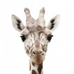 Animal Portraits