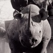 National Geographic Magazine on Rhino Wars