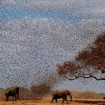 Elephants scared by flock of birds