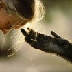 so much animal pain, so little human gain – an article by Jane Goodall