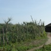The Living Walls Program