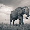 David Lloyd Wildlife Photography
