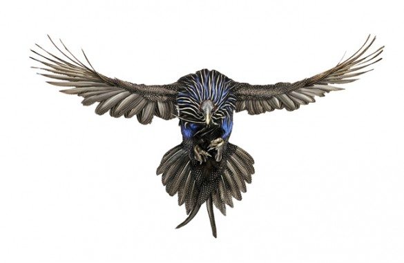 mark zuckerman, creatures, birds, photography, wildlife