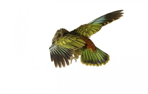 mark zuckerman, creatures, birds, photography, wildlife