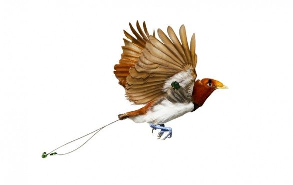 mark zuckerman, creatures, birds, photography, wildlife