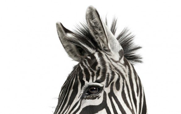 mark zuckerman, creatures, birds, photography, wildlife