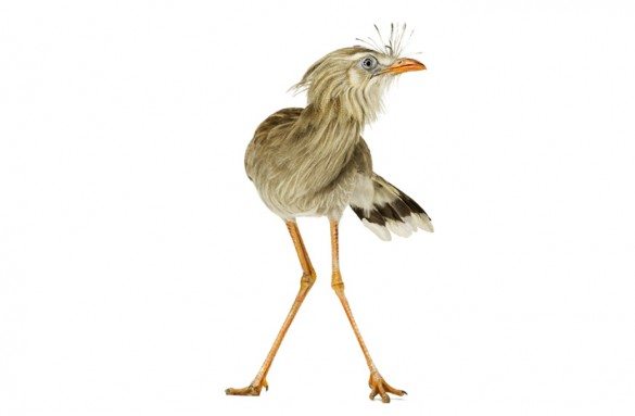 mark zuckerman, creatures, birds, photography, wildlife