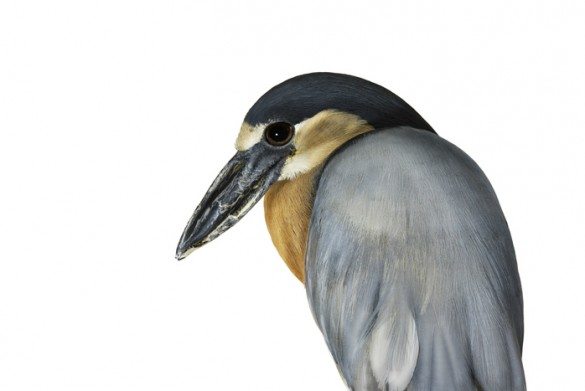 mark zuckerman, creatures, birds, photography, wildlife