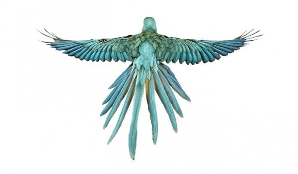 mark zuckerman, creatures, birds, photography, wildlife
