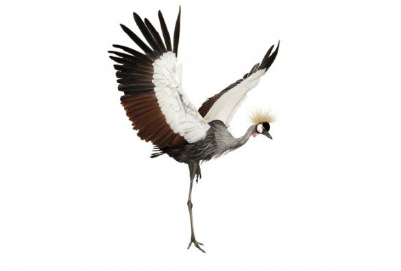 mark zuckerman, creatures, birds, photography, wildlife