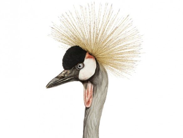 mark zuckerman, creatures, birds, photography, wildlife