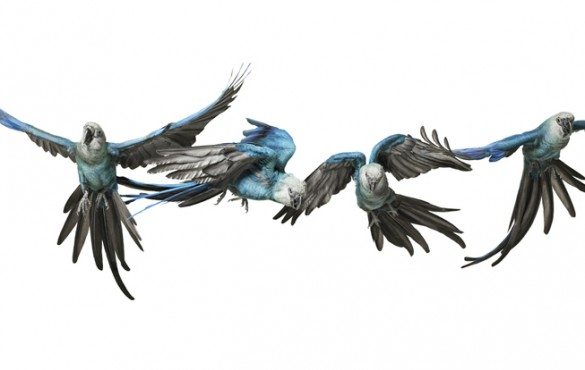 mark zuckerman, creatures, birds, photography, wildlife