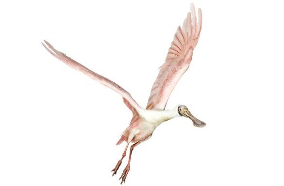 mark zuckerman, creatures, birds, photography, wildlife