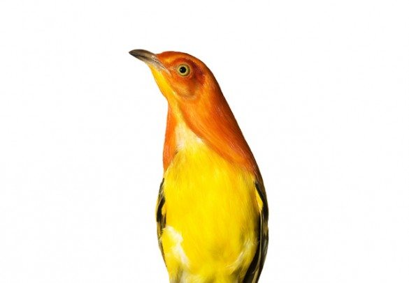 mark zuckerman, creatures, birds, photography, wildlife