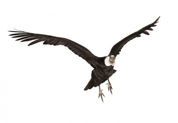 mark zuckerman, creatures, birds, photography, wildlife