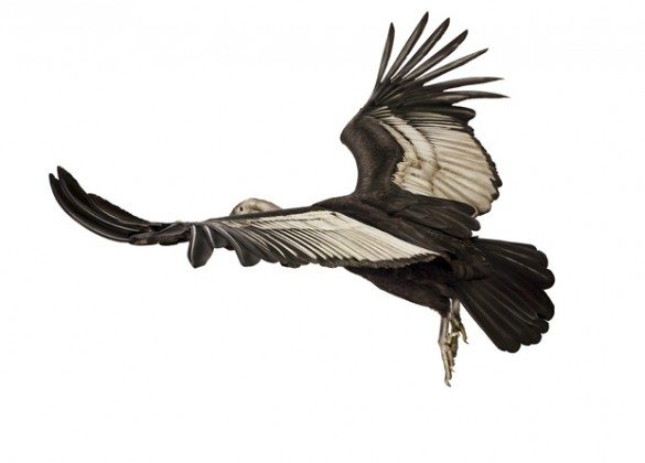 mark zuckerman, creatures, birds, photography, wildlife