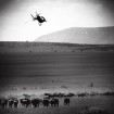 The Great Migration