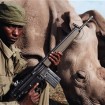 Rhino Watch