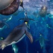 2012 Wildlife Photographer Of The Year