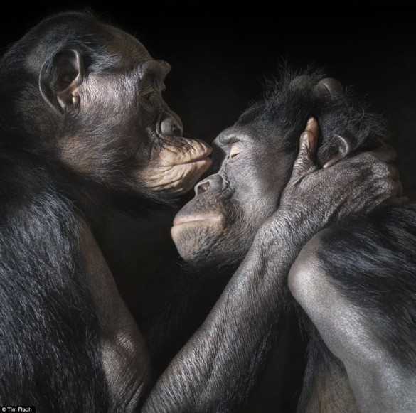 tim flach, more than human, animal photography, monkeys, monkey, affection, macro photography