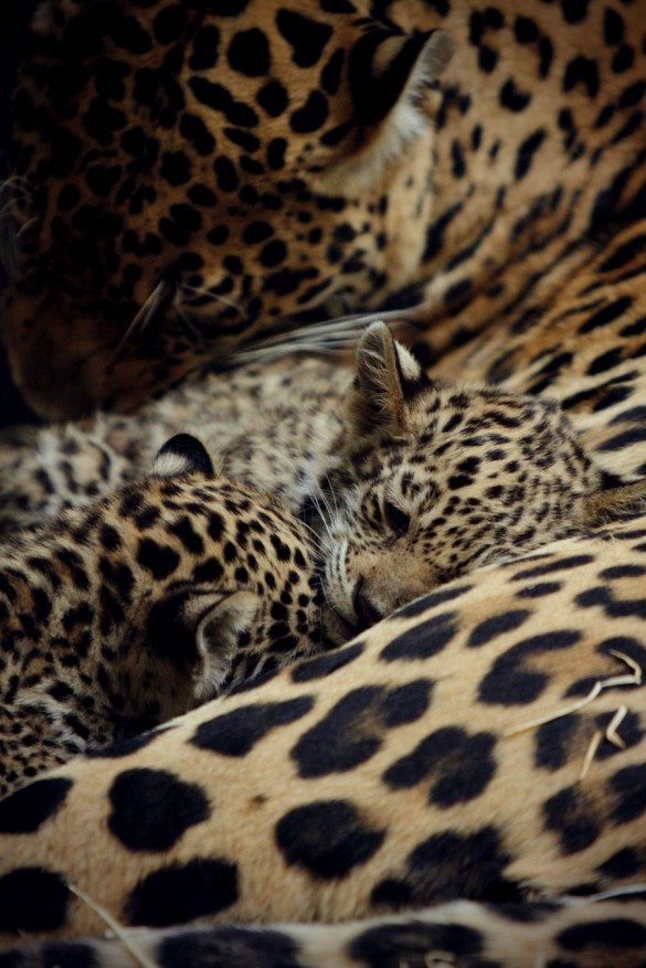 leopards, cubs, photography, african animals
