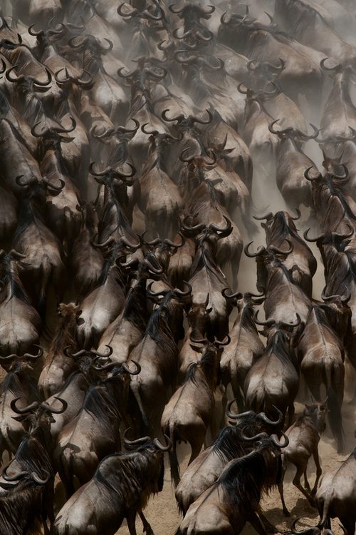 wildebeest, masaai mara, mara, edu bernabeu, photography