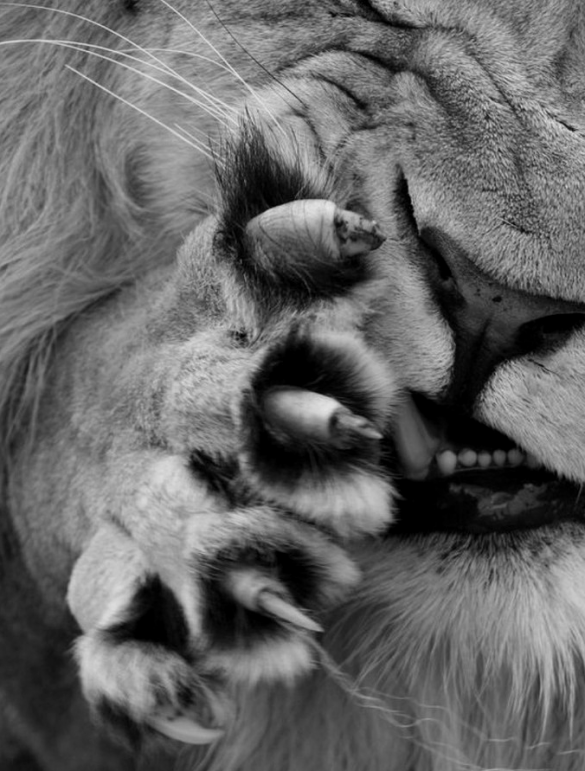 africa, wildlife, photography, lion, paw, lion licking paw, lion preening, lion licking, lion tongue, lion cleaning