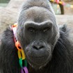 Oldest Gorilla Celebrates Her 56th Birthday
