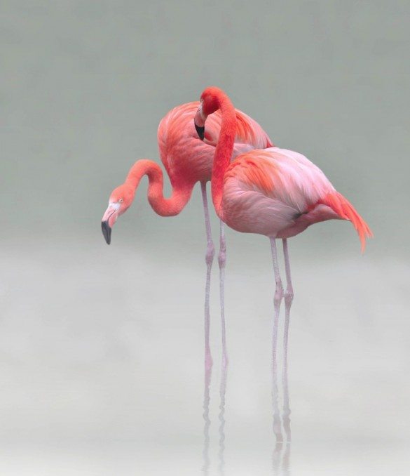 Anna Cseresnjes, flamingo, pink flamingo