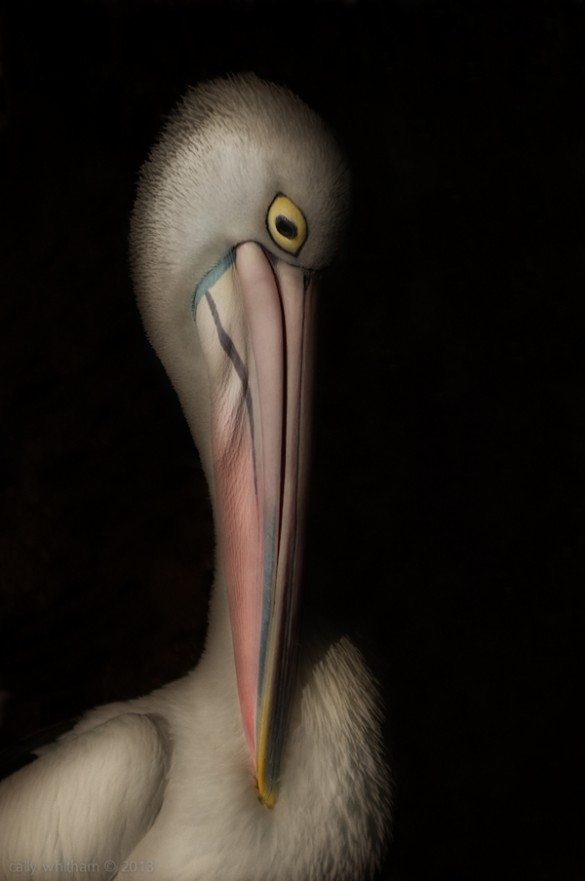 Cally Whitham, captive iii, captive, wildlife photography, wildlife, 