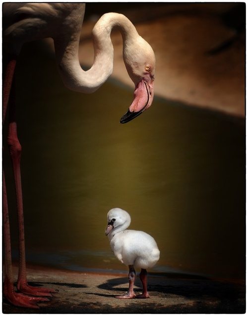 flamingo, baby flamingo, small flamingo, animals, wildlife, african wildlife, african flamingo