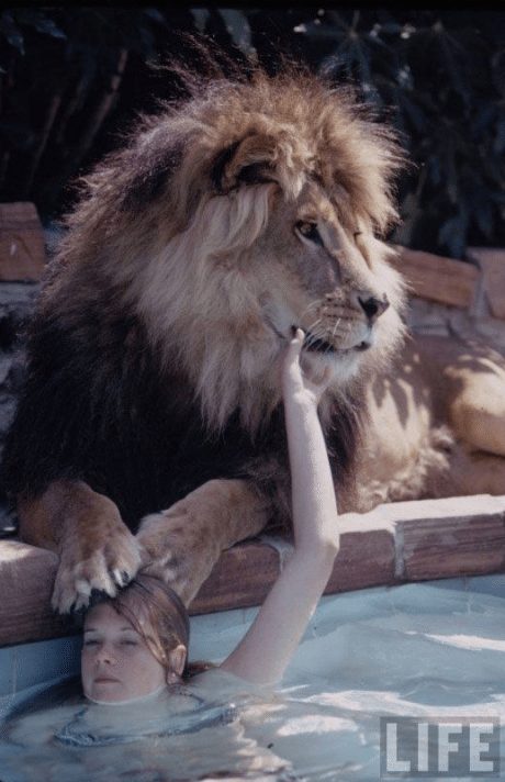 lions, living with liions, Tippi Hedren, Melanie Griffith, Roar, roar film, African lions, 